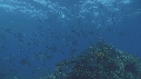 POISSONS