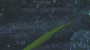 POISSONS TROMPETTE