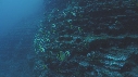 POISSONS RADIO, MURENE
