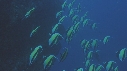 POISSONS RADIO
