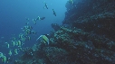 POISSONS RADIO