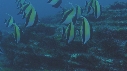 POISSONS RADIO, MURENE