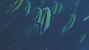 POISSONS RADIO