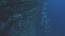POISSONS RADIO