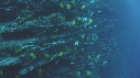 POISSONS RADIO, POISSON JAUNE