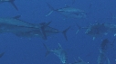CARANGUES