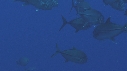 CARANGUES