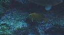 POISSON ANGE, POISSONS