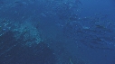 CARANGUES, ANGE