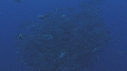 CARANGUES