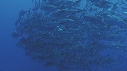 CARANGUES