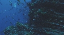 CARANGUES