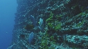 POISSON ANGE, POISSONS