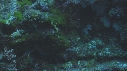 POISSON TROMPETTE