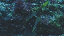 POISSON TROMPETTE