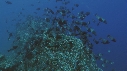 POISSONS PARROT
