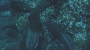 POISSONS PARROT