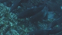 POISSONS PARROT