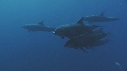 DAUPHINS TURSIOPS