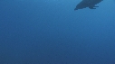 DAUPHINS TURSIOPS