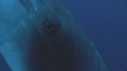 DAUPHINS TURSIOPS