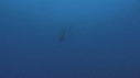 DAUPHINS TURSIOPS