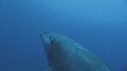 DAUPHINS TURSIOPS