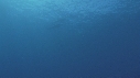 DAUPHINS TURSIOPS