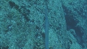 POISSON FLUTE