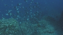 POISSONS PARROT