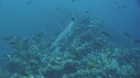 POISSON TROMPETTE