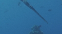 POISSON FLUTE