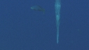 POISSON FLUTE