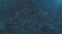 POISSON ANGE