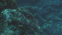 POISSON ANGE