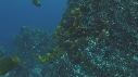 POISSON ANGE