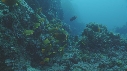 POISSON ANGE