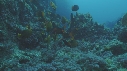 POISSON ANGE