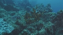 POISSON ANGE