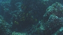 POISSON ANGE