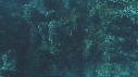 POISSON ANGE