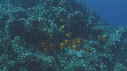 POISSON ANGE