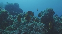 POISSON ANGE