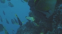POISSON PAPILLON