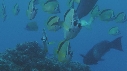 POISSON PAPILLON