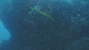 POISSON TROMPETTE