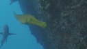 POISSON TROMPETTE