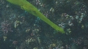 POISSON TROMPETTE