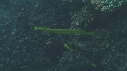 POISSON TROMPETTE