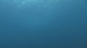 BONITES, REQUIN